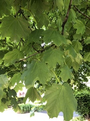 Acer platanoides