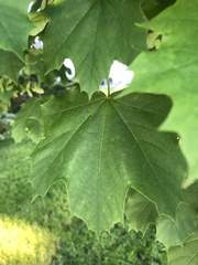 Acer platanoides