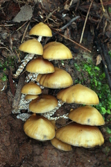 Psilocybe zapotecorum
