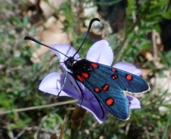 Zygaena lavandulae