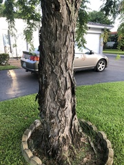 Adenanthera pavonina