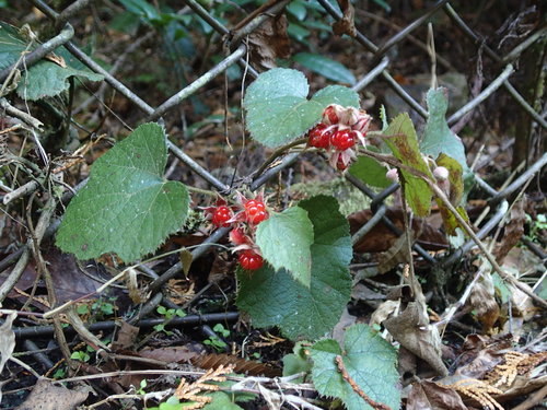 Rubus hakonensis iNat (1)
