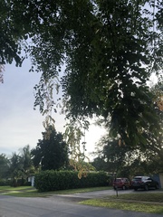 Adenanthera pavonina