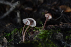 Mycena parsonsii