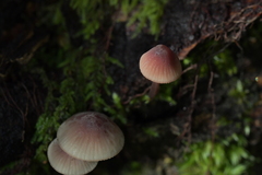 Mycena parsonsii