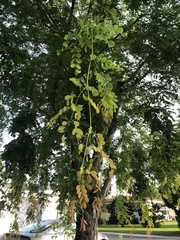 Adenanthera pavonina