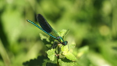 Calopteryx xanthostoma