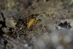 Atelurinae