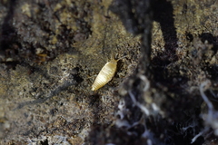 Atelurinae