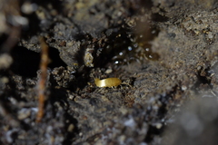 Atelurinae