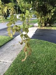 Adenanthera pavonina