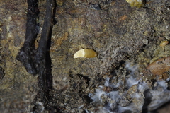 Atelurinae