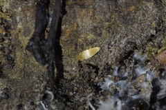 Atelurinae