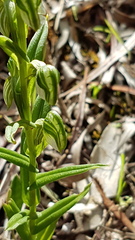 Pterostylis vittata