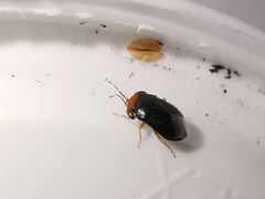 Geocoris erythrocephalus