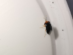 Geocoris erythrocephalus