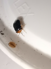 Geocoris erythrocephalus