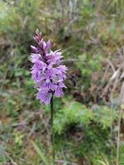 Dactylorhiza maculata