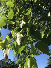 Tilia