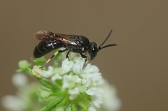 Hylaeus hyalinatus