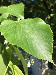 Tilia