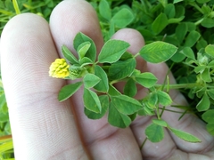 Medicago lupulina