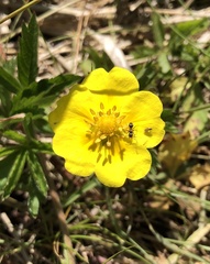 Potentilla erecta
