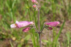 Penstemon australis