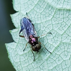 Actina viridis