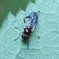 Actina viridis