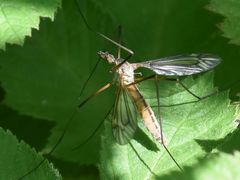 Tipula vernalis