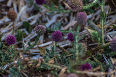 Sphaeranthus indicus