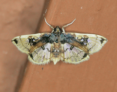 Compacta hirtalis