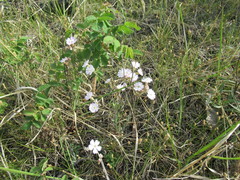 Silene linnaeana