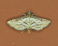 Marasmia trapezalis