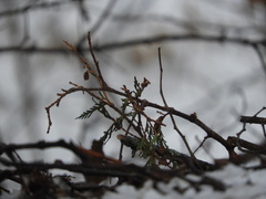 Thuja occidentalis
