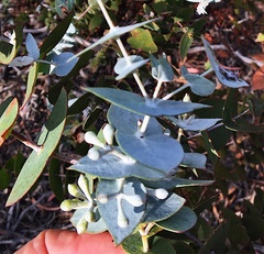Eucalyptus risdonii