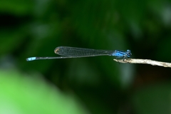 Archibasis oscillans