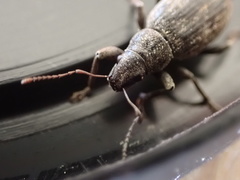 Brachyderes incanus
