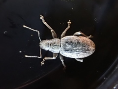 Brachyderes incanus