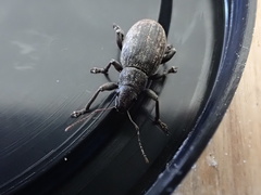 Brachyderes incanus