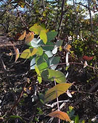Eucalyptus risdonii