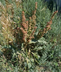 Rumex patientia orientalis