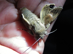 Litoprosopus futilis