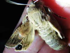 Litoprosopus futilis