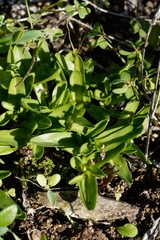 Moraea galaxia
