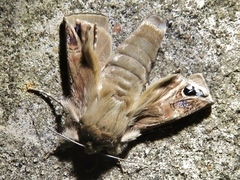 Litoprosopus futilis