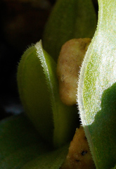 Moraea galaxia