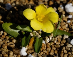 Moraea galaxia