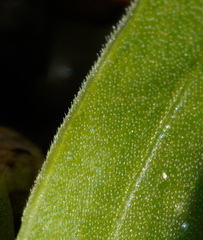 Moraea galaxia
